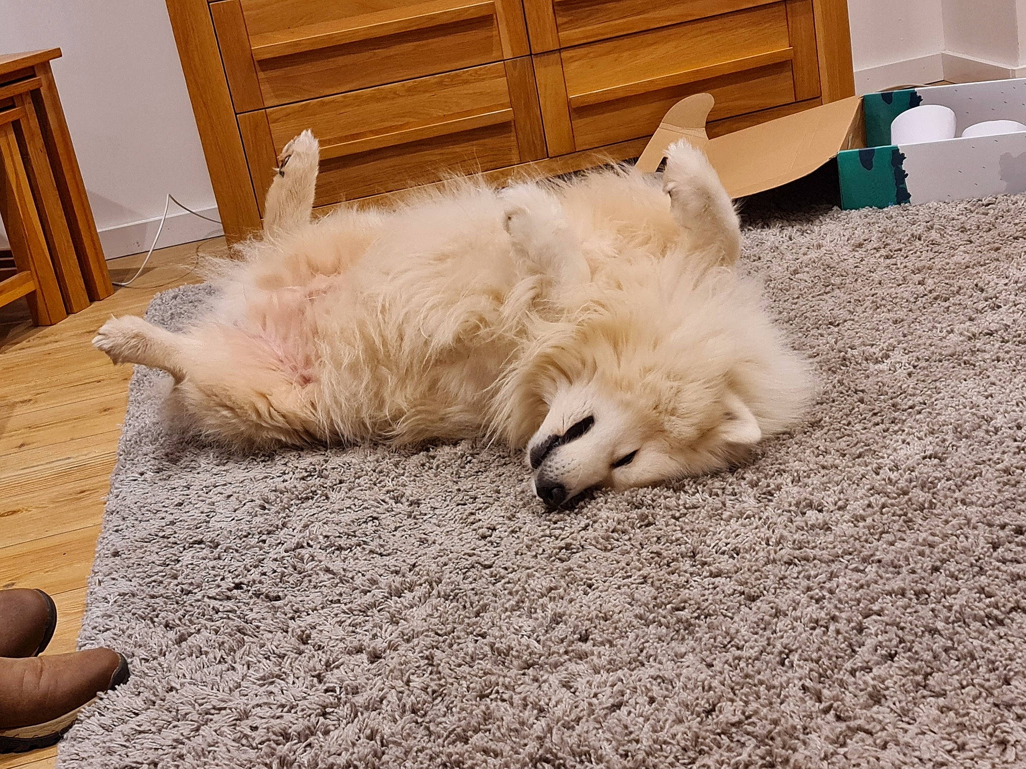 Leo joined the competition — help win amazing prizes! cabinetry, carnivore, companion_dog, cupboard, dog, dog_breed, door, drawer, flooring, fur, german_spitz, german_spitz_mittel, hardwood, livestock_guardian_dog, room, sporting_group, volpino_italiano, wood, wood_stain