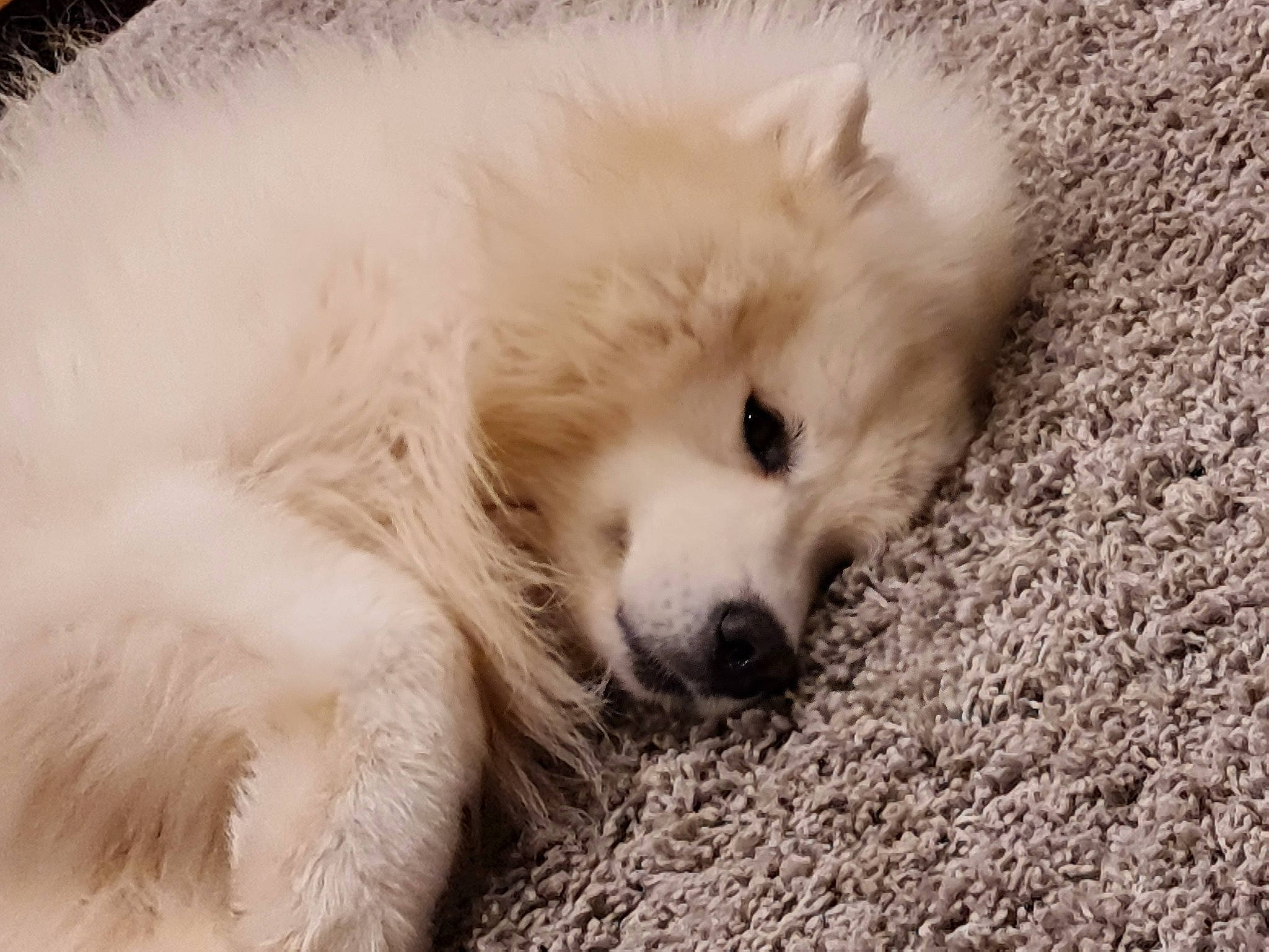 Leo is registered to the contest to win money with this photo: american_eskimo_dog, canidae, carnivore, companion_dog, dog, dog_breed, fawn, fur, german_spitz, german_spitz_klein, german_spitz_mittel, snout, spitz, sporting_group, terrestrial_animal, toy_dog, volpino_italiano, whiskers, working_animal, working_dog