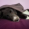 Bambina a rejoint le concours — aidez-le/la à gagner de superbes lots ! dog, black_and_white, sleeping, lying_down, blanket, bed, close_up, pet, animal, fur, snout, nose, eyes, whiskers, indoors, cozy, purple, resting, portrait, cute