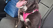 Bambina participe au concours pour gagner de l'argent avec cette photo : dog, puppy, black_and_white, pink_harness, car, car_interior, seat, sitting, tongue_out, happy, pet, animal, portrait, travel, road_trip, blue_bag, mountains, greenery, daylight, closeup