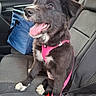 dog, puppy, black_and_white, pink_harness, car, car_interior, seat, sitting, tongue_out, happy, pet, animal, portrait, travel, road_trip, blue_bag, mountains, greenery, daylight, closeup