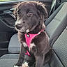 Bambina participe au concours pour gagner de l'argent avec cette photo : dog, puppy, black_and_white, fluffy, pink_harness, car, car_seat, road_trip, mountains, outdoor, sitting, pet, canine, white_paws, brown_eyes, portrait, vehicle_interior, travel, cute, animal