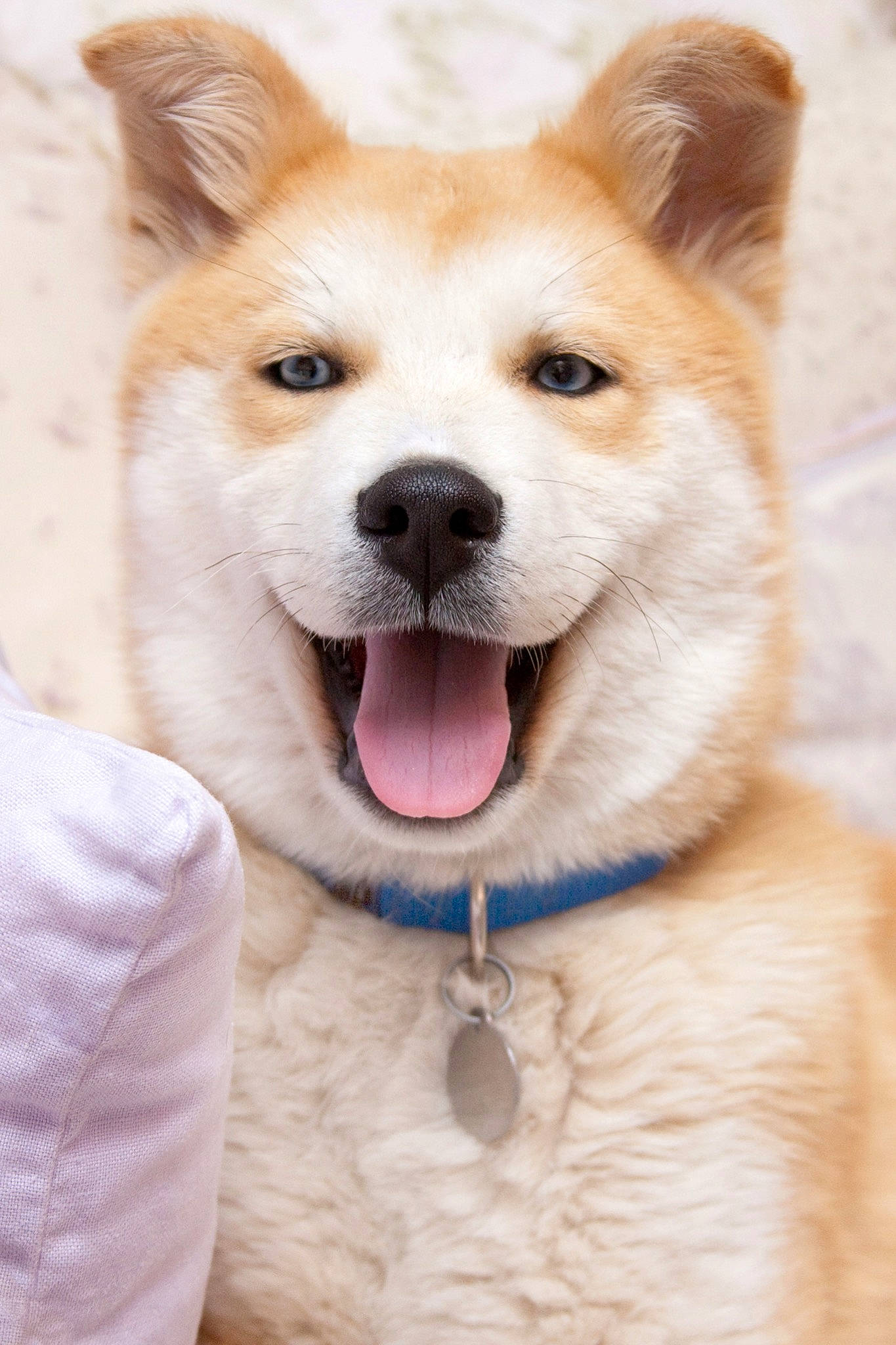 Socrates joined the competition — help win amazing prizes! akita, akita_inu, ancient_dog_breeds, canaan_dog, canidae, carnivore, dog, dog_breed, fawn, hokkaido, kintamani, kishu, korean_jindo_dog, mammal, non_sporting_group, rare_breed_dog, shiba_inu, snout, spitz, vertebrate