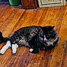 cat, feline, pet, animal, indoor, wooden_floor, relaxed, black_and_white, fluffy, lying_down, flooring, decor, painting, green_bin, domestic, cozy, resting, fur, whiskers, quiet