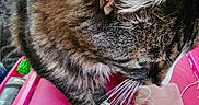 River is registered to the contest to win money with this photo: cat, tabby_cat, whiskers, ear_fur, pink_tray, indoor, clutter, close_up, pet, animal, feline, food_container, household_items, curious, domestic, fur, table, looking_down, brown, white