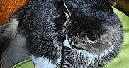 River joined the competition — help win amazing prizes! animal, cat, corner, cozy, domestic, feline, fluffy_fur, fur, gray_mat, green_mat, indoor, mat, pet, relaxed, resting, sunlight, tabby_cat, whiskers, white_paws, wooden_floor