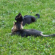 River joined the competition — help win amazing prizes! cat, black_cat, tabby_cat, grass, outdoor, nature, pet, animal, feline, relaxing, lying_down, greenery, mammal, wildlife, two_animals, domestic_animal, fur, whiskers, tail, daytime