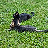cat, black_cat, tabby_cat, grass, outdoor, nature, pet, animal, feline, relaxing, lying_down, greenery, mammal, wildlife, two_animals, domestic_animal, fur, whiskers, tail, daytime