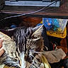 River is registered to the contest to win money with this photo: cat, tabby_cat, pet, laptop, desk, indoor, close_up, feline, whiskers, person, clothing, technology, computer, cable, container, wood, floor, casual, resting, home