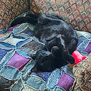 Loki is registered to the contest to win money with this photo: black_cat, cat, sleeping, patchwork_quilt, quilt, couch, sofa, indoor, furniture, toy, pink_toy, relaxation, nap, cozy, fur, domestic_cat, pet, resting, patterned_fabric, colorful