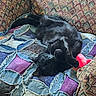 black_cat, cat, sleeping, patchwork_quilt, quilt, couch, sofa, indoor, furniture, toy, pink_toy, relaxation, nap, cozy, fur, domestic_cat, pet, resting, patterned_fabric, colorful