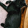 Loki joined the competition — help win amazing prizes! black_cat, cat, pet, animal, indoor, feline, fur, relaxed, pink_surface, wooden_floor, whiskers, curious, laying_down, domestic_cat, closeup, soft_texture, flooring, mammal, eye_contact, resting