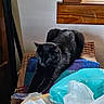 black_cat, cat, stretching, blanket, cushion, indoor, wooden_window_frame, white_wall, plastic_bags, household_items, furniture, pet, resting, cozy, animal, feline, domestic_cat, relaxing, table, colorful_blanket