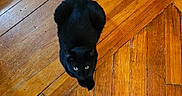 Loki is registered to the contest to win money with this photo: black_cat, cat, wooden_floor, floor, pet, indoor, looking_up, animal, feline, curious, fur, domestic_cat, floorboards, texture, brown, orange, warm_tones, home, cute, sitting