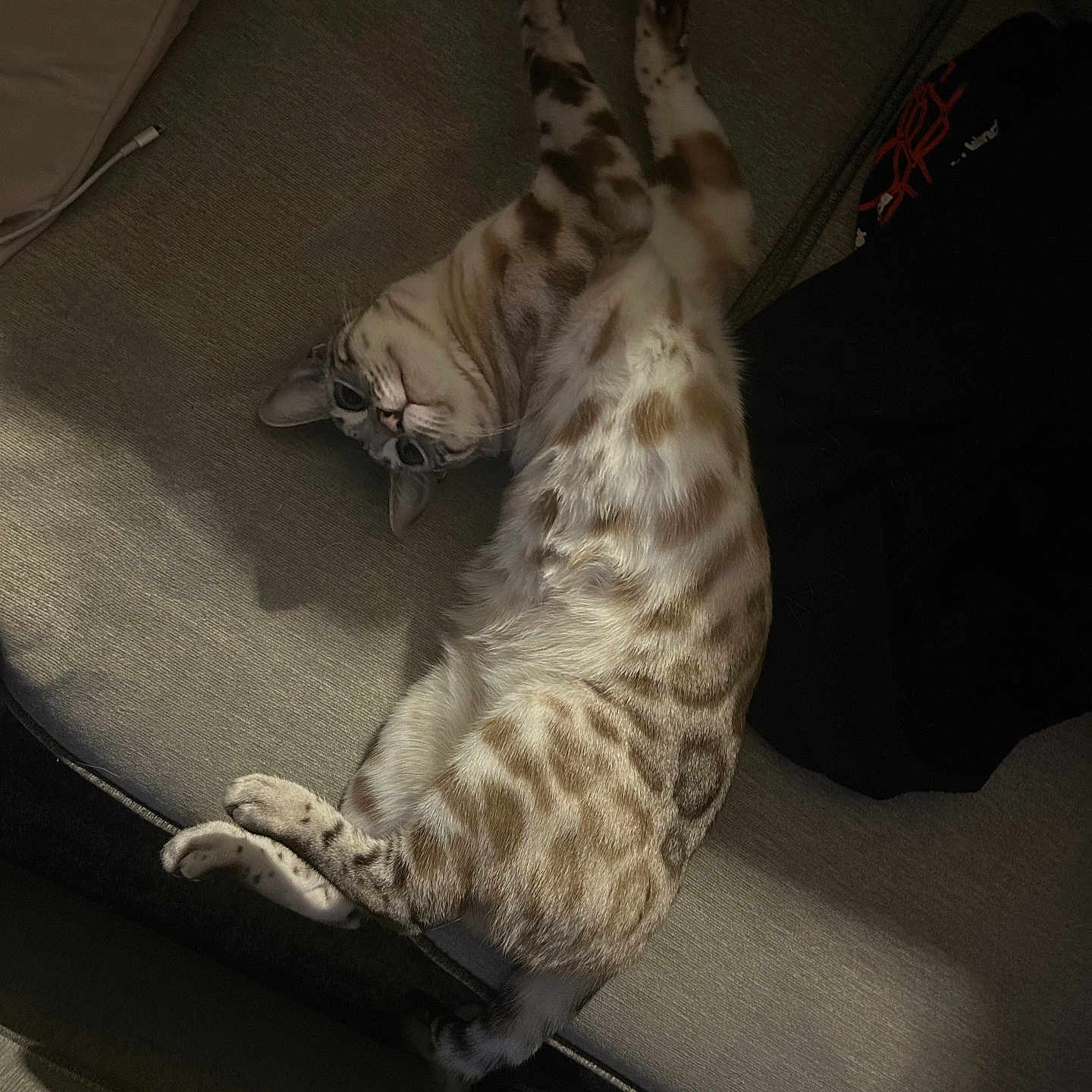 Haku