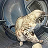 cat, animal, pet, feline, washing_machine, metal, playful, indoor, curious, paw, striped, domestic, household, toy, reflection, closeup, appliance, shiny, focused, fur