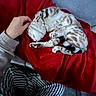 Haku joined the competition — help win amazing prizes! cat, sleeping, hand, red_blanket, striped_pants, sweater, feline, cozy, indoor, resting, curled_up, spotted_cat, petting, comfort, relaxation, domestic, soft_texture, animal, couch, home