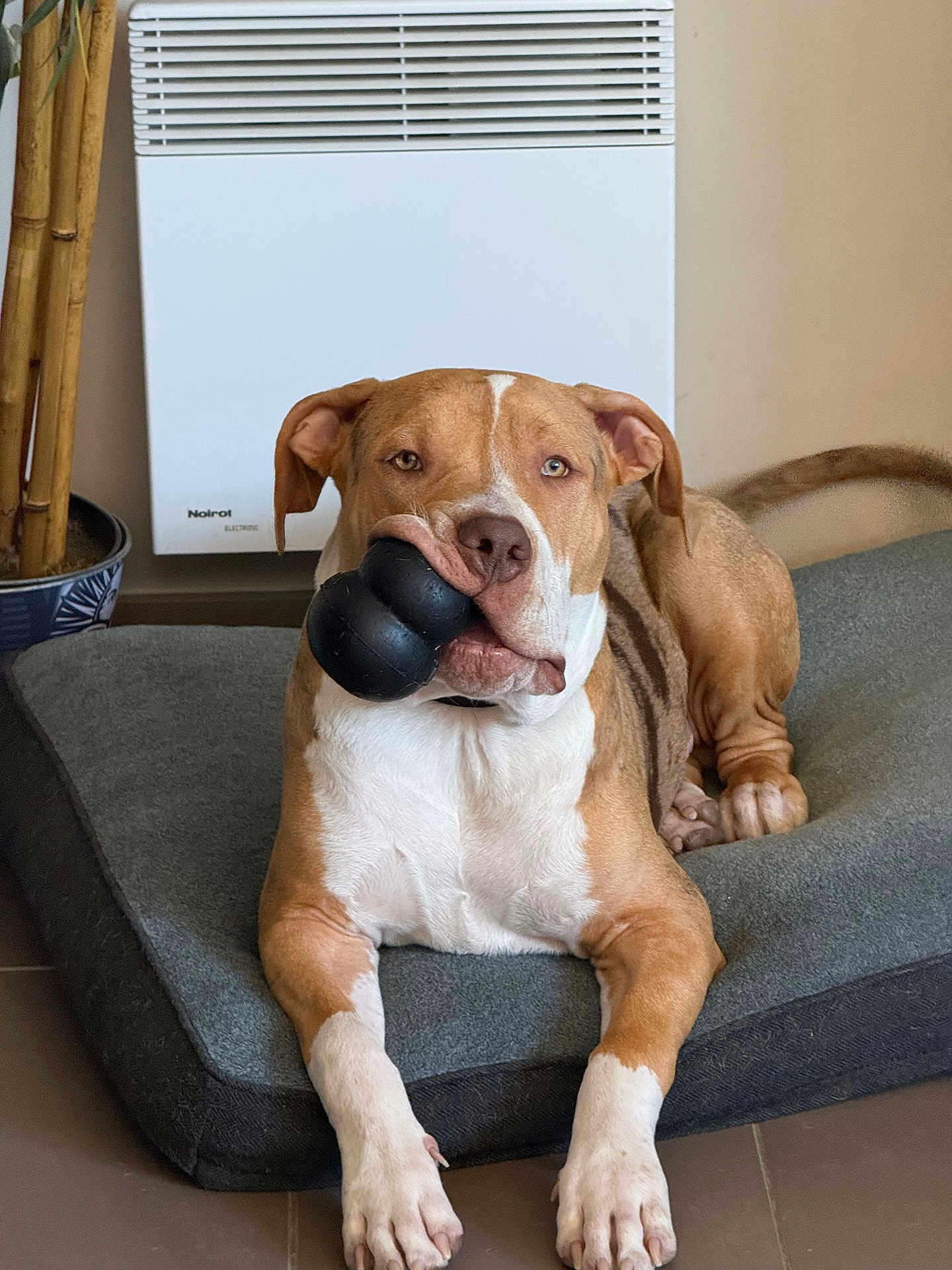 Phœnix participe au concours pour gagner de l'argent avec cette photo : dog, pet, indoor, bed, toy, brown_and_white, relaxed, canine, cozy, floor, playful, animal, chew_toy, looking_at_camera, domestic, paw, snout, ears, tail, home
