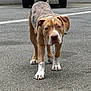 Phœnix participe au concours pour gagner de l'argent avec cette photo : dog, animal, pet, brown, white, grey, fur, ears, pavement, street, vehicle, parking, curious, outdoor, canine, mammal, closeup, walking, standing, urban