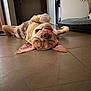 animal, brown, canine, cute, dog, dog_bed, ears, floor, funny, grin, home, indoor, living_room, pet, plant, relaxed, teeth, tile, upside_down, white