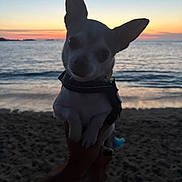 Monoï a rejoint le concours — aidez-le/la à gagner de superbes lots ! dog, chihuahua, beach, sunset, ocean, sand, pet, animal, ears, small_dog, outdoor, silhouette, hands, sky, water, twilight, nature, cute, portrait, scenic