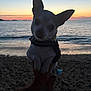 dog, chihuahua, beach, sunset, ocean, sand, pet, animal, ears, small_dog, outdoor, silhouette, hands, sky, water, twilight, nature, cute, portrait, scenic