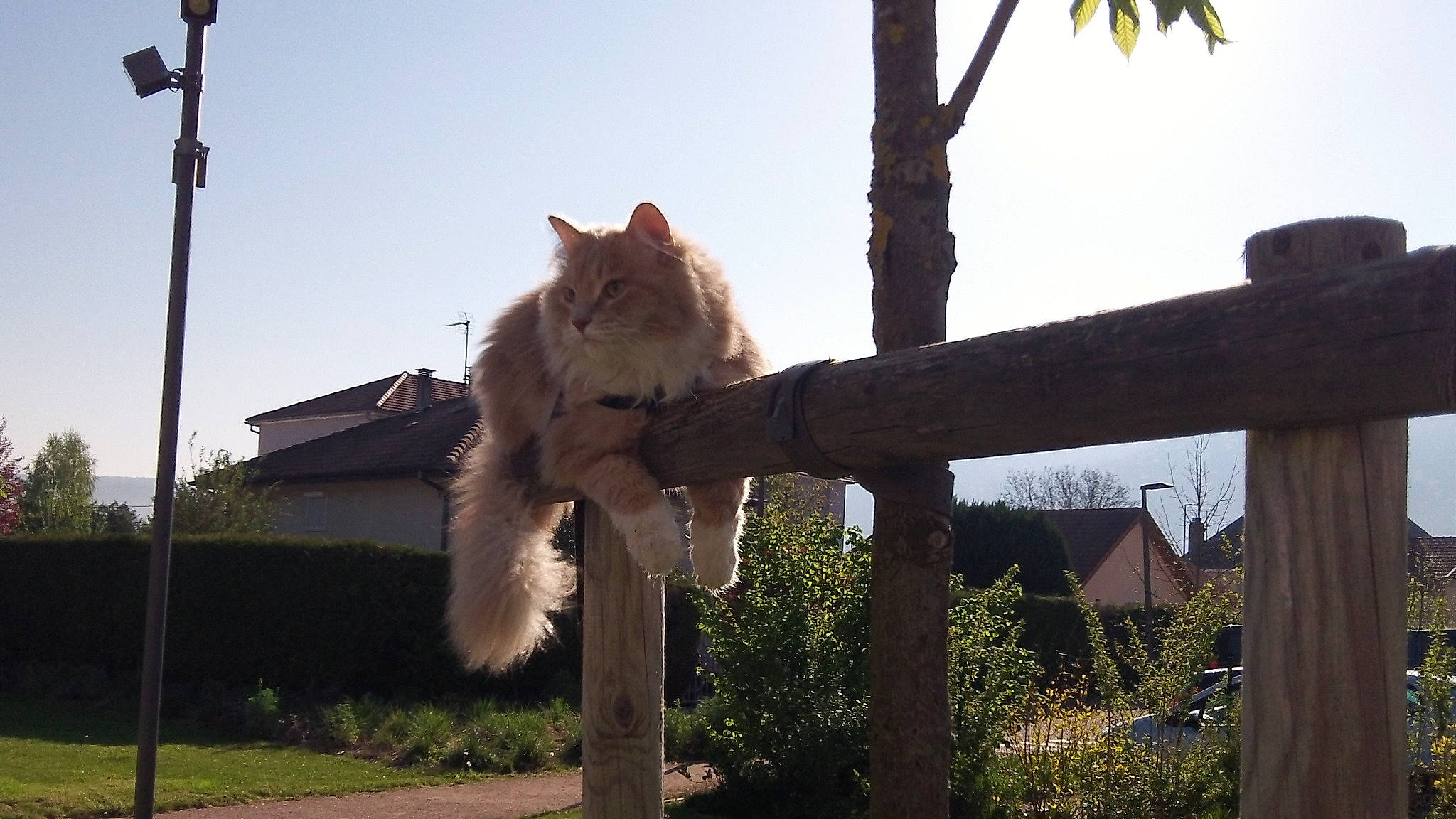 Raiden participe au concours pour gagner de l'argent avec cette photo : carnivore, cat, domestic_short_haired_cat, fawn, felidae, fox_squirrel, fur, grass, house, plant, shade, sitting, sky, small_to_medium_sized_cats, snout, squirrel, tail, tree, whiskers, wood