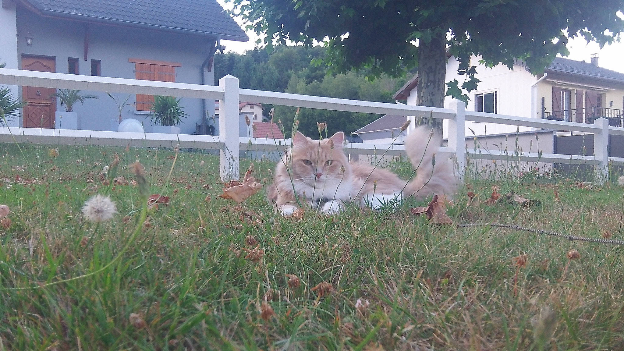Raiden participe au concours pour gagner de l'argent avec cette photo : building, carnivore, cat, dog_breed, domestic_short_haired_cat, fawn, felidae, fence, garden, grass, groundcover, lawn, plant, shrub, small_to_medium_sized_cats, tail, terrestrial_animal, tree, whiskers, window