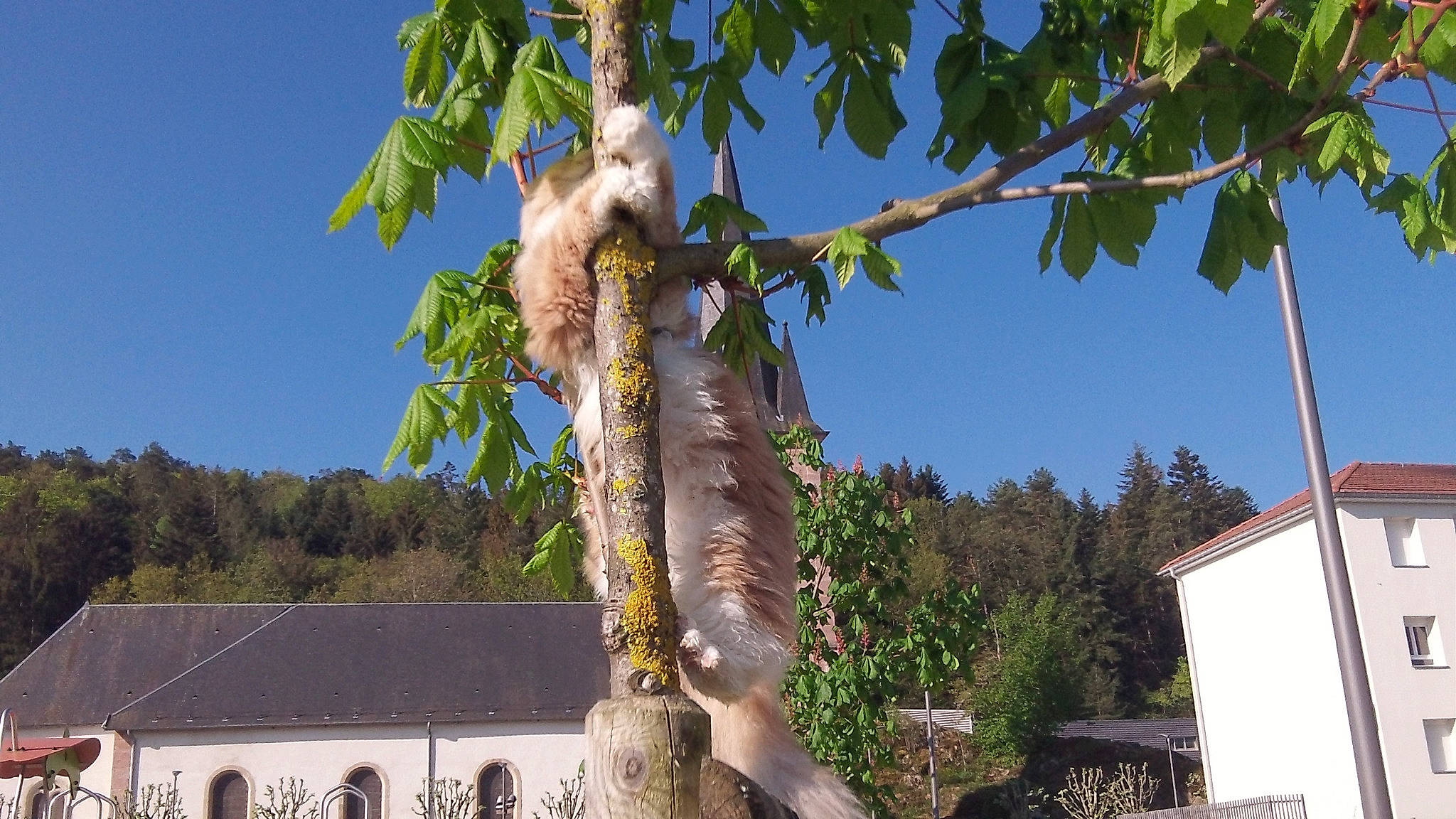 Raiden participe au concours pour gagner de l'argent avec cette photo : arecales, art, birch_family, building, facade, flowering_plant, monument, plant, plant_stem, pole, roof, sculpture, sky, terrestrial_plant, tree, trunk, twig, window, wood, woody_plant
