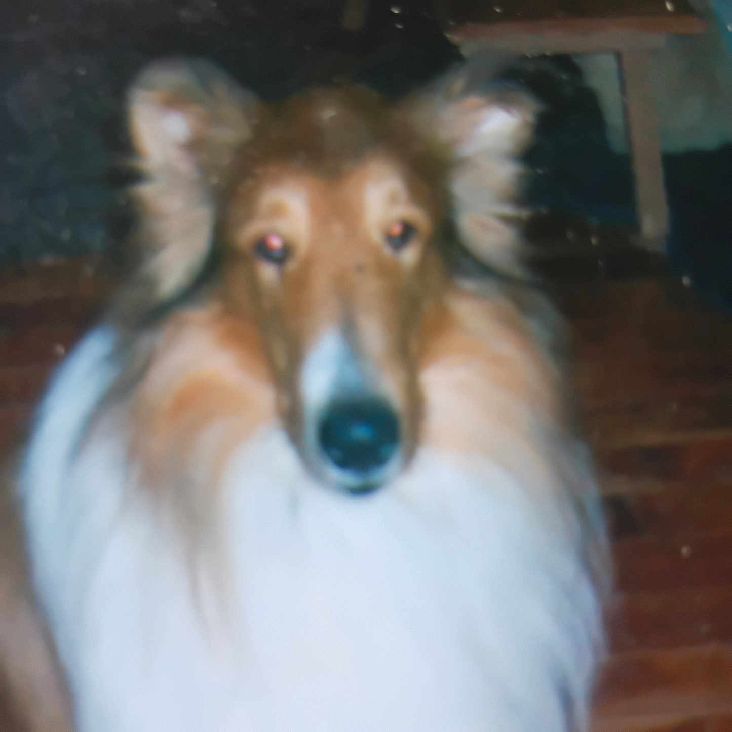 Howler joined the competition — help win amazing prizes! animal, background, blurry, brown, canine, companion, dog, domestic_animal, ears, floor, fur, house, indoor, long_hair, looking, pet, portrait, snout, white, wood