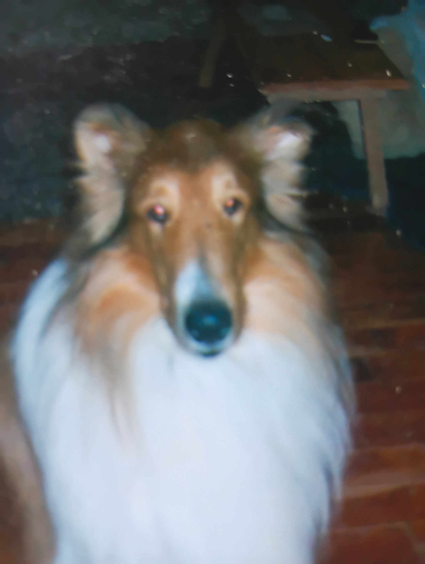Howler joined the competition — help win amazing prizes! dog, indoor, floor, fur, pet, animal, canine, brown, white, long_hair, portrait, looking, ears, snout, domestic_animal, companion, house, blurry, background, wood