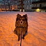 dog, snow, winter, leash, apartment_building, tree, night, orange_light, urban, pet, sitting, portrait, fur, balcony, street_light, cold, snowy_ground, evening, fluffy, walk
