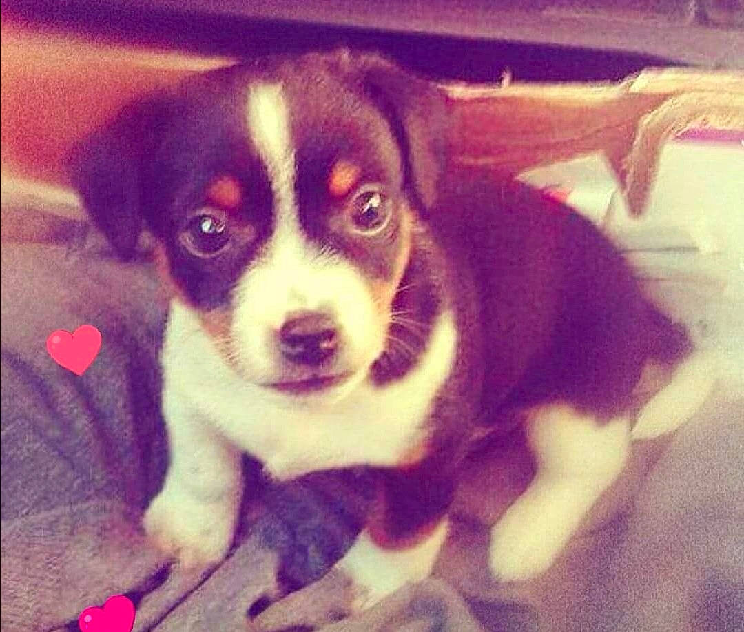 Rocky a rejoint le concours — aidez-le/la à gagner de superbes lots ! canidae, carnivore, companion_dog, dog, dog_breed, feist, mammal, nose, puppy, puppy_love, rat_terrier, ratonero_bodeguero_andaluz, snout, sporting_group, street_dog, vertebrate