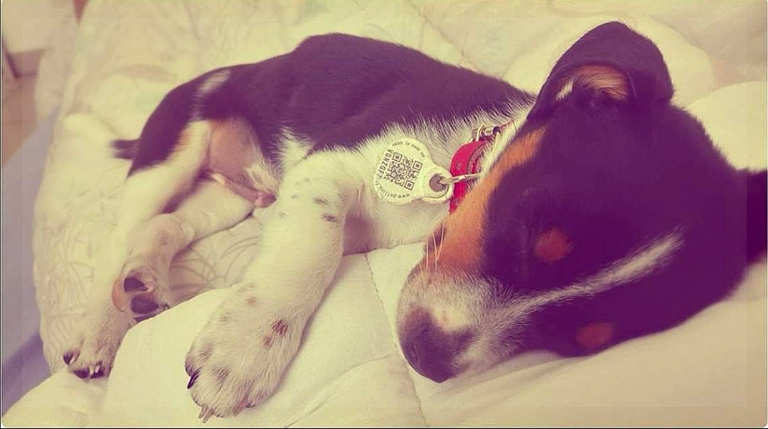 Rocky a rejoint le concours — aidez-le/la à gagner de superbes lots ! canidae, carnivore, dog, dog_breed, fox_terrier, love, lurcher, nap, nose, paw, puppy, puppy_love, sleep, snout, tail