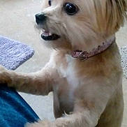 Ashlee is registered to the contest to win money with this photo: alert, animal, canine, carpet, close_up, companion, cute, dog, domestic, excited, fluffy_fur, friendly, furniture, home, indoor, paw, pet, pink_collar, small_dog, standing