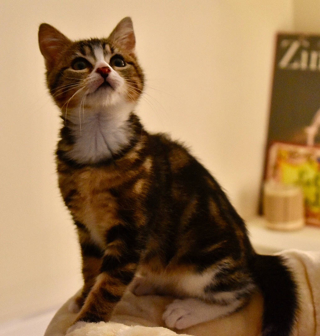 Roots a rejoint le concours — aidez-le/la à gagner de superbes lots ! carnivore, cat, domestic_short_haired_cat, felidae, fur, iris, small_to_medium_sized_cats, snout, tail, terrestrial_animal, toe, vertebrate, whiskers