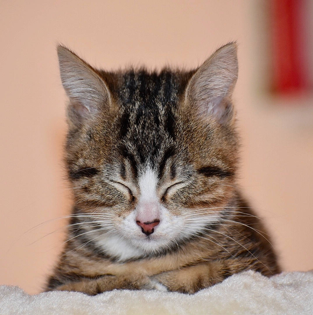 Roots participe au concours pour gagner de l'argent avec cette photo : beige, carnivore, cat, close_up, domestic_short_haired_cat, fawn, felidae, fur, small_to_medium_sized_cats, snout, tabby_cat, vertebrate, whiskers