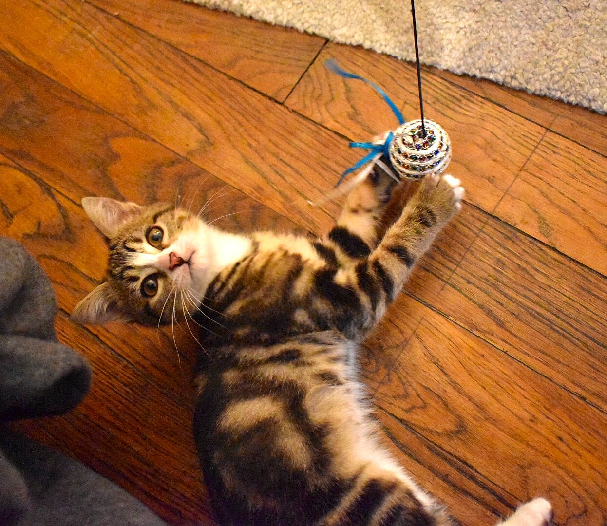 Roots a rejoint le concours — aidez-le/la à gagner de superbes lots ! cable, carnivore, cat, felidae, floor, flooring, fur, hardwood, laminate_flooring, plywood, small_to_medium_sized_cats, tail, terrestrial_animal, toe, varnish, vertebrate, whiskers, wood, wood_flooring, wood_stain