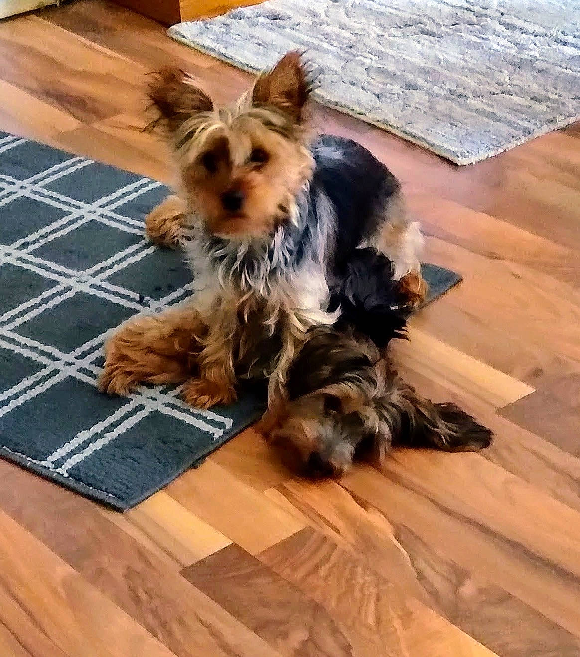 Pixiedoo joined the competition — help win amazing prizes! canidae, carnivore, companion_dog, dog, dog_breed, dog_supply, fawn, floor, flooring, fur, hardwood, liver, small_terrier, snout, sporting_group, tail, terrier, toy_dog, wood, wood_stain