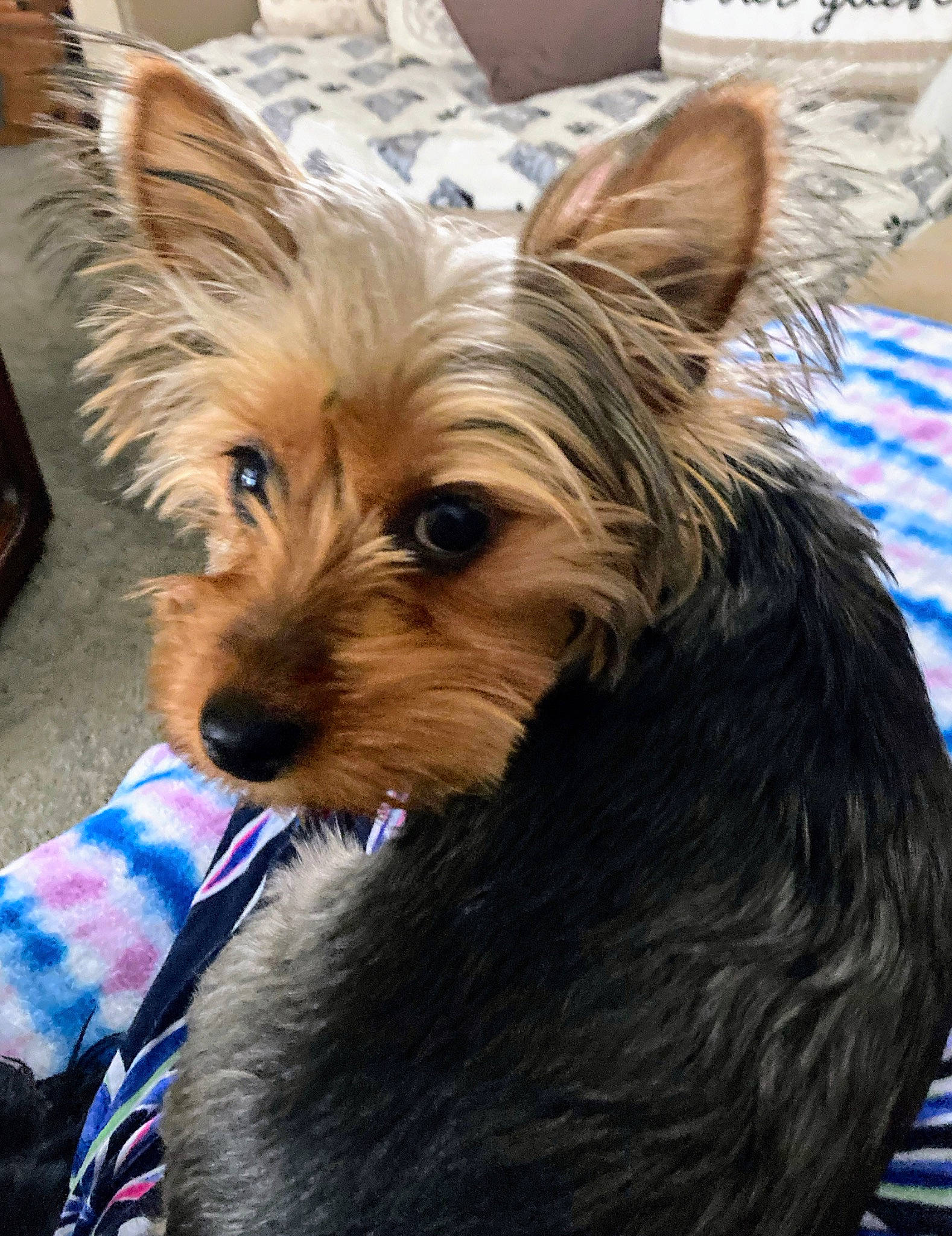 Pixiedoo joined the competition — help win amazing prizes! australian_terrier, biewer_terrier, canidae, carnivore, companion_dog, dog, dog_breed, dog_supply, event, fawn, fur, liver, puppy, small_terrier, snout, sporting_group, terrestrial_animal, terrier, toy_dog, yorkipoo