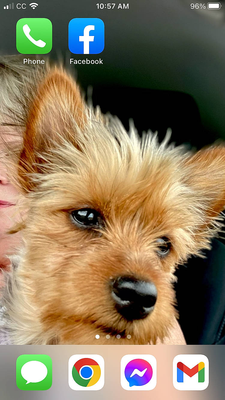 Pixiedoo is registered to the contest to win money with this photo: canidae, carnivore, clock, companion_dog, dog, dog_breed, dog_supply, fawn, font, fur, liver, puppy, screenshot, snout, sporting_group, terrestrial_animal, toy_dog, whiskers, working_animal, yorkipoo