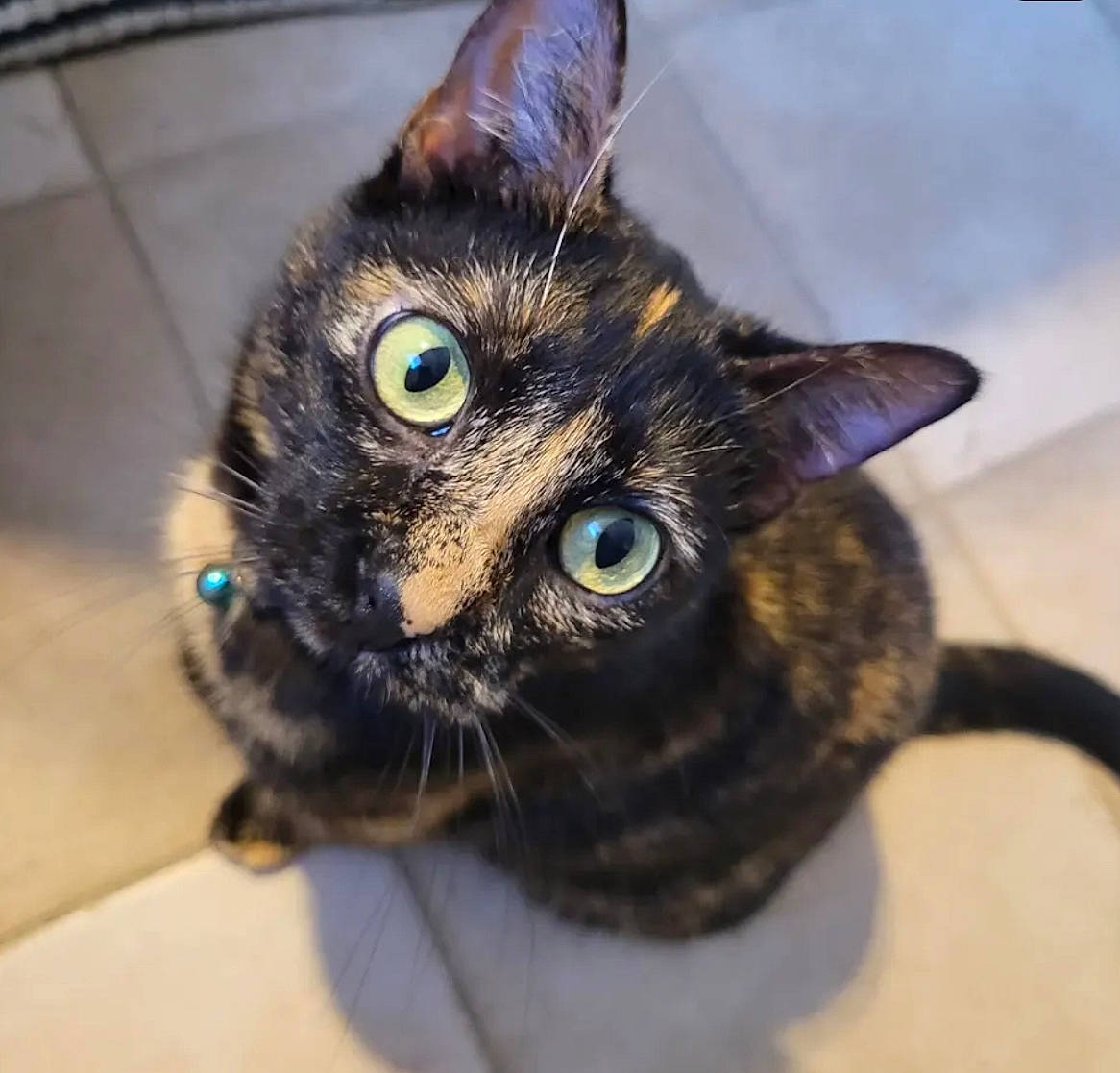 Jiji participe au concours pour gagner de l'argent avec cette photo : carnivore, cat, domestic_short_haired_cat, door, ear, electric_blue, felidae, fur, paw, small_to_medium_sized_cats, snout, whiskers