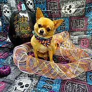 Rocky joined the competition — help win amazing prizes! dog, chihuahua, small_dog, pet, animal, sitting, bandana, halloween, pumpkin, skulls, spooky, festive, orange_ribbon, textile, patterned_background, portrait, indoors, colorful, rock_and_roll, grooming