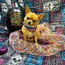 dog, chihuahua, small_dog, pet, animal, sitting, bandana, halloween, pumpkin, skulls, spooky, festive, orange_ribbon, textile, patterned_background, portrait, indoors, colorful, rock_and_roll, grooming