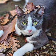 Beans joined the competition — help win amazing prizes! cat, gray_and_white, yellow_eyes, leaf_on_head, autumn_leaves, outdoor, animal, pet, nature, close_up, fall, cute, whiskers, pink_nose, fur, ground, relaxed, curious, mammal, daylight