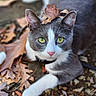 cat, gray_and_white, yellow_eyes, leaf_on_head, autumn_leaves, outdoor, animal, pet, nature, close_up, fall, cute, whiskers, pink_nose, fur, ground, relaxed, curious, mammal, daylight