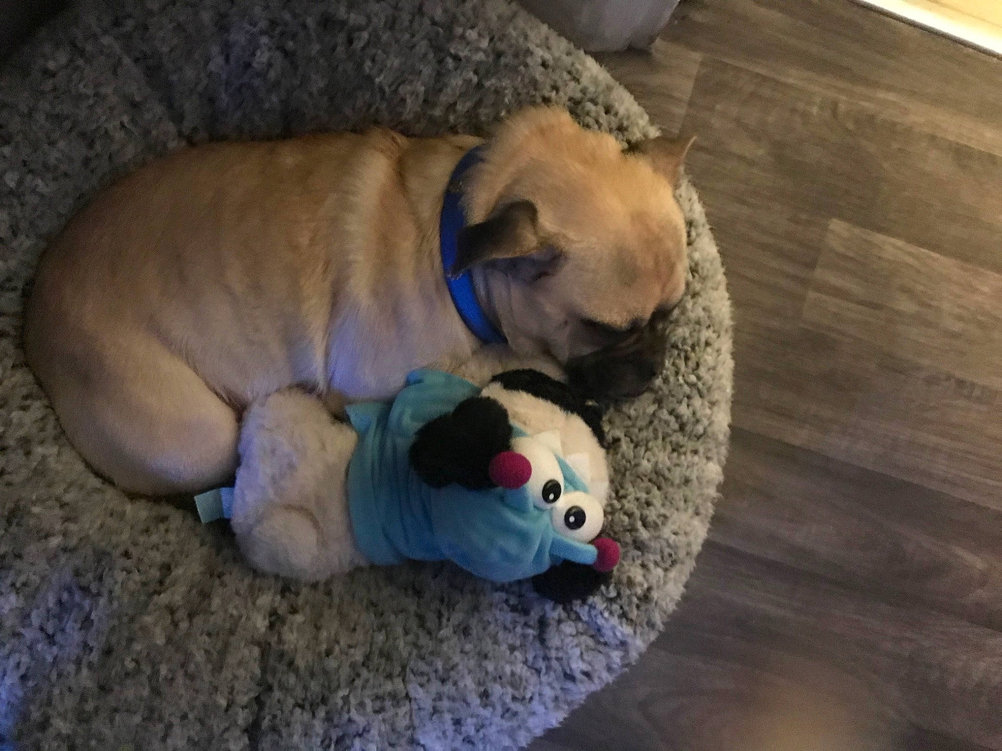 Gizmo joined the competition — help win amazing prizes! carnivore, comfort, companion_dog, dog, dog_bed, dog_breed, dog_supply, fawn, flooring, hardwood, pet_supply, pug, stuffed_toy, tail, terrestrial_animal, toy, varnish, wood, working_animal, wrinkle