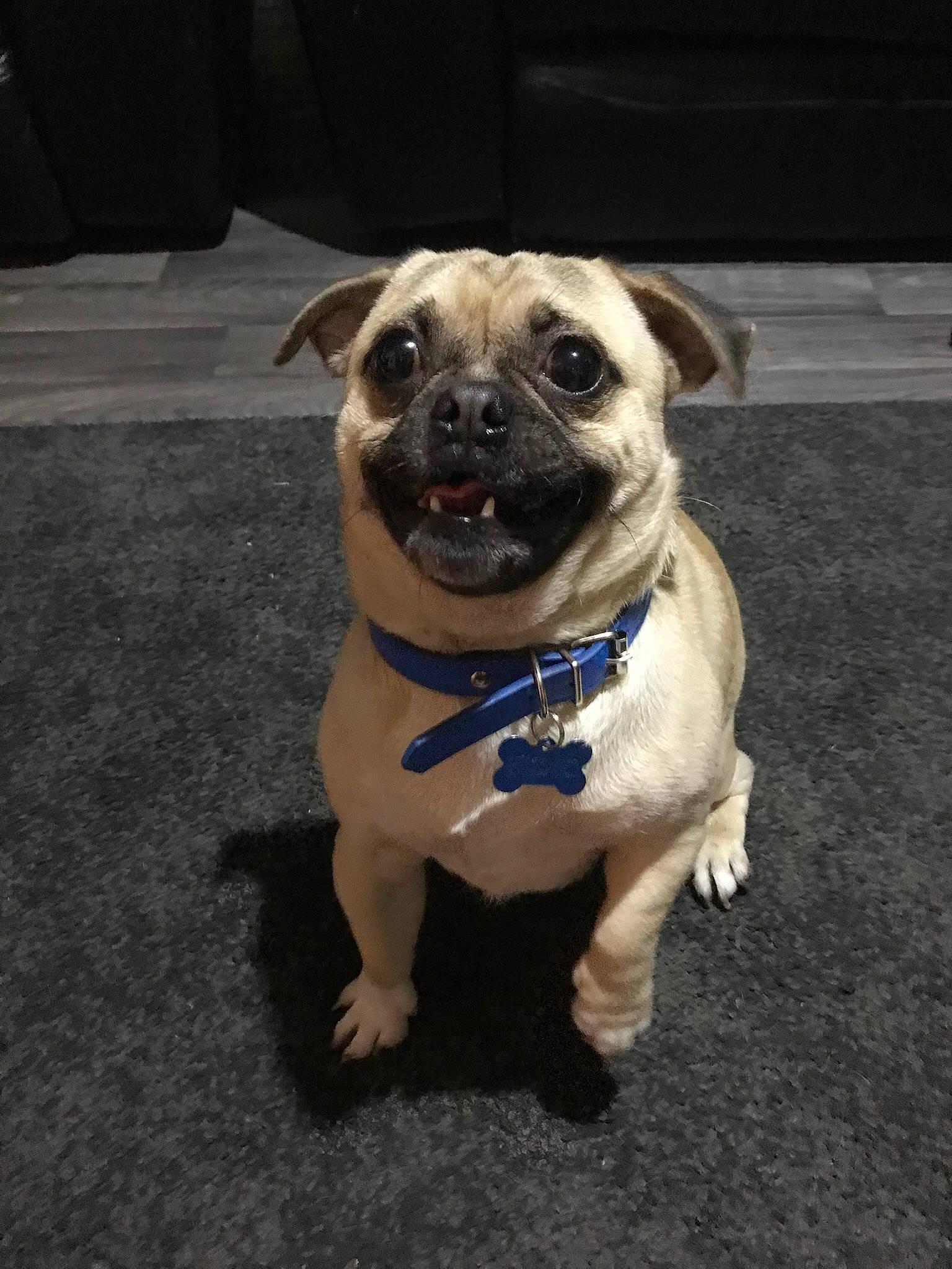 Gizmo joined the competition — help win amazing prizes! canidae, carnivore, collar, companion_dog, dog, dog_breed, dog_clothes, dog_collar, dog_supply, fawn, fur, leash, pet_supply, pug, snout, sporting_group, sunglasses, toy_dog, whiskers, working_animal