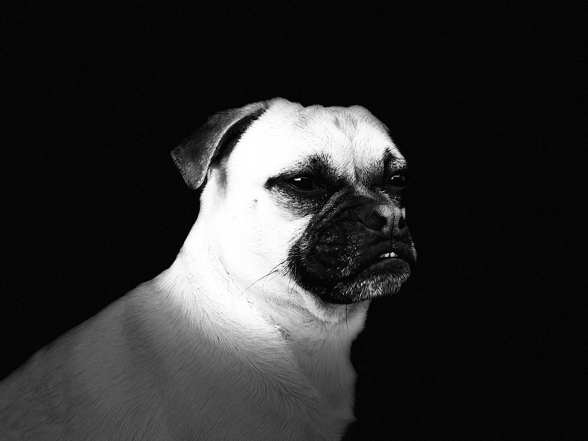 Gizmo joined the competition — help win amazing prizes! bulldog, canidae, carnivore, companion_dog, darkness, dog, dog_breed, eye, fawn, flash_photography, head, human_body, monochrome_photography, pug, snout, sporting_group, toy_dog, whiskers, working_animal, wrinkle