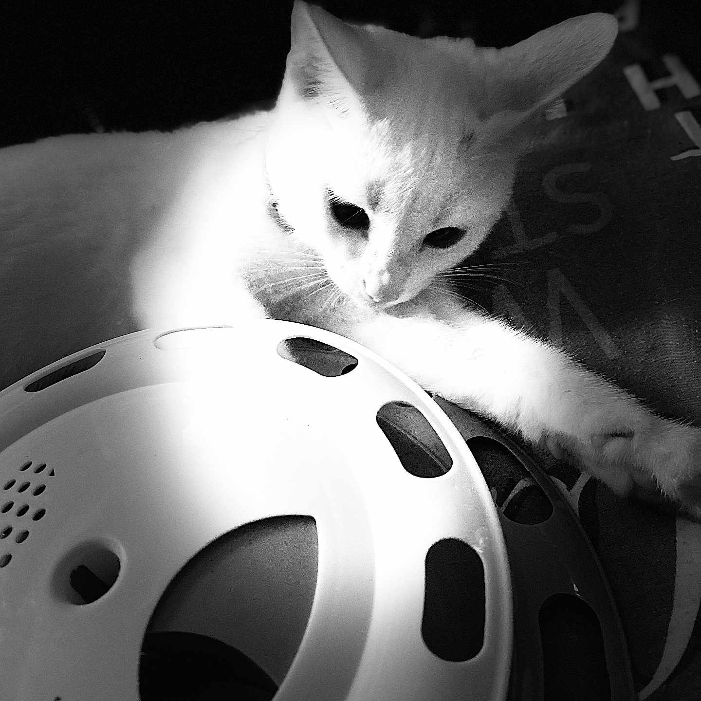 Leo is registered to the contest to win money with this photo: abyssinian, alloywheel, animal, car, carwheel, cat, hubcap, kitten, machine, manx, pet, reel, spoke, tire, transportation, vehicle, wheel